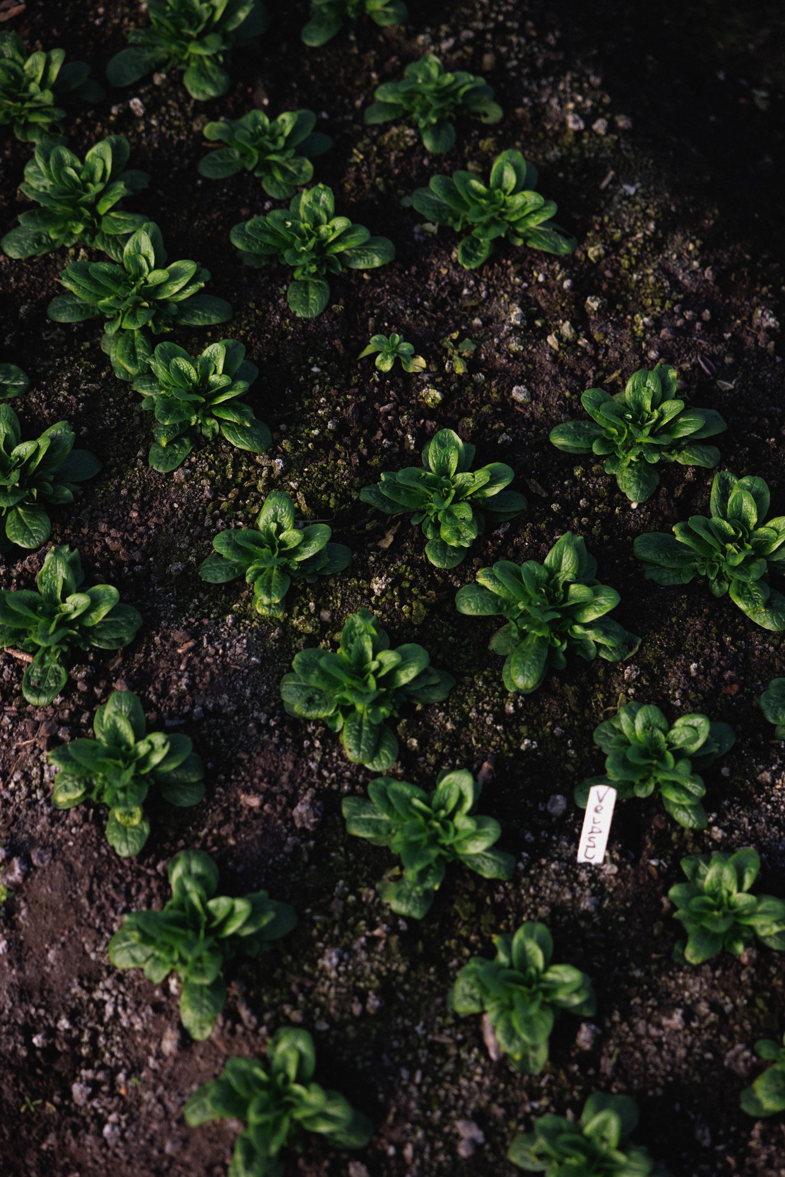 Lokaal en het seizoen centraal